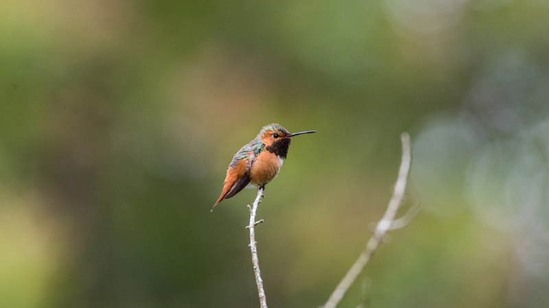 A hum-dinger of a dayRufous hummingbird, Golden Gate Park, San Francisco, California (© jeremyborkat/Getty Images)