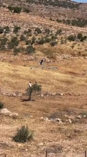 מתנחלים שחררו עדרי צאן לאדמות חקלאיות באל-מוג'יר