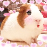 まる 【 🐹 】 6月2日 ❤︎