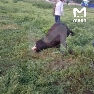 20 коров отравились дикой коноплёй и погибли в Забайкалье — власти заметили, что школьники начали курить травку, и обработали веселящие кусты химикатами.Дети начали употреблять дары природы в селе Кокуй (осуждаем) — здесь когда-то работал судостроительный 