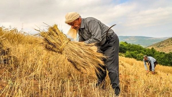 اخبار همدان: ۱۴۹ کشاورز در همدان ۶.۳۴ میلیارد ریال یارانه دریافت کرده‌اند🔹️مدیر شرکت خدمات حمایتی کشاورزی استان همدان: تاکنون ۱۴۹ کشا