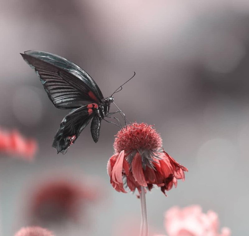 🌼 مهـــ❤️ـــربانی ها 🌼: پروانه را دنبال نكن..باغچهات را مرمت كنپروانه خواهد آمد.🌼🦋🌱🌺🍃🌺🍃🌺🌱👉 @Mehrabani_ha