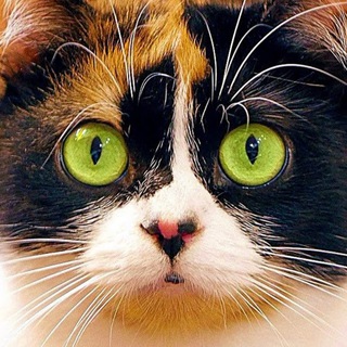 SlivkiShow - Official Telegram Group Link