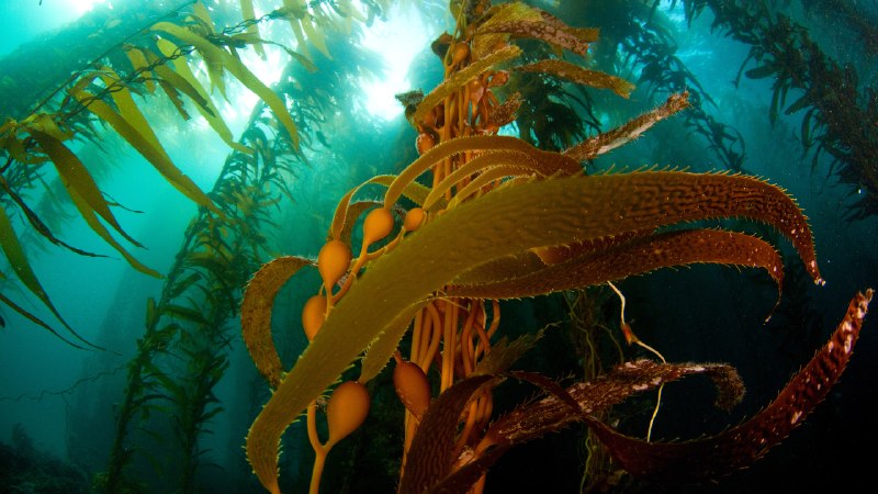 A balance in motionA kelp forest off Anacapa Island, Channel Islands National Park, California (© Ian Shive/Tandem Stills + Motion)