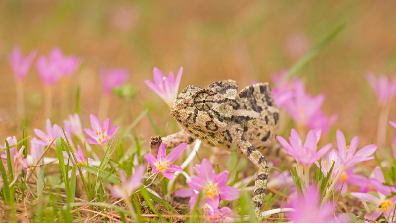 Blending in and standing outCommon chameleon (© Photostock-Israel/SPL/Getty Images)