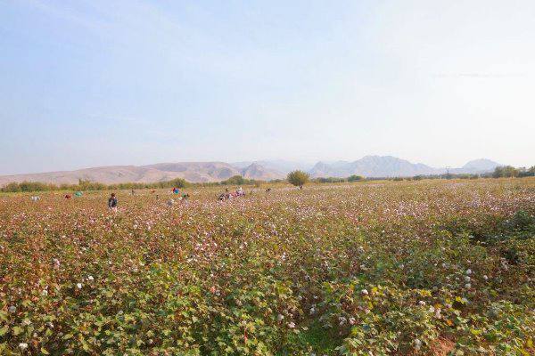 در ناحیه مستچاه برداشت محصول و کشت پاییزی ادامه دارد
