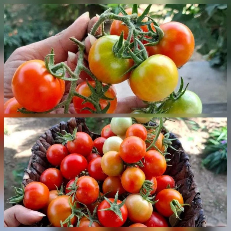 ▪️میلاجرد نیوز🕊: به وقت گوجه طبیعی طبیعی محلی بفرمایید 😍🍅محصول زحمات کشاورز #میلاجردی☑️ @milajerdnews_ir