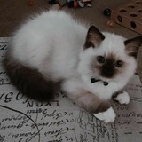 cutiepie:3