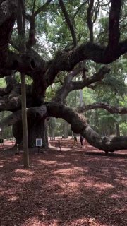 The Angel Oak is a very old Southern live oak near Charleston, South Carolina, thought to be around 400–500 years old.Its massive canopy spreads over 17,000 square feet, some of its branches have touched the ground and grown rootsDid you know? 🎓