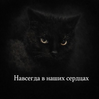Тарас Дизель: помощь кошкам