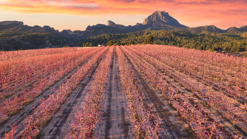 A peachy keen springPeach trees in bloom, Cieza, Murcia, Spain (© Juan Maria Coy Vergara/Getty Images)