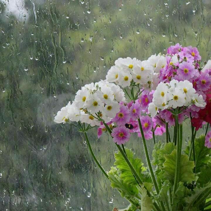 🌼 مهـــ❤️ـــربانی ها 🌼: در سرزمین خاطره هاآنان که خوبند همیشه سبزندو آنان که محبتها و دوستیها رابر قلبشان برافراشتند همیشه به یاد می مانند🌱🌺🍃🌺🍃🌺
