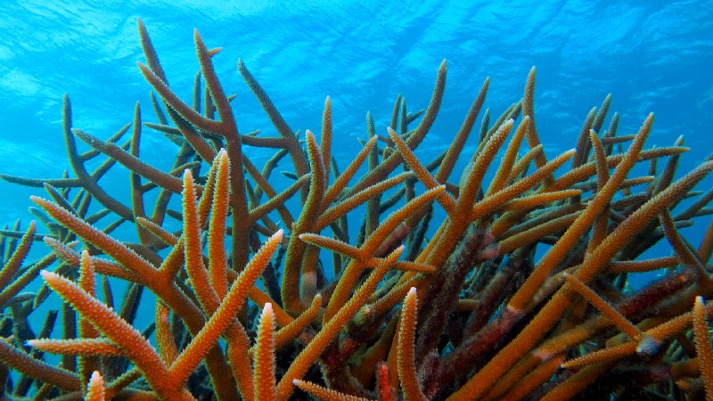 Rainforests of the seaStaghorn coral off the island of Bonaire, Caribbean Netherlands (© blue-sea.cz/Shutterstock)
