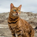 Suki Cat Portal