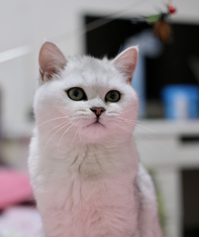 帮同事寄养的这只小母猫，可以说是猫中小美人了，这迷人的大眼睛，看不够