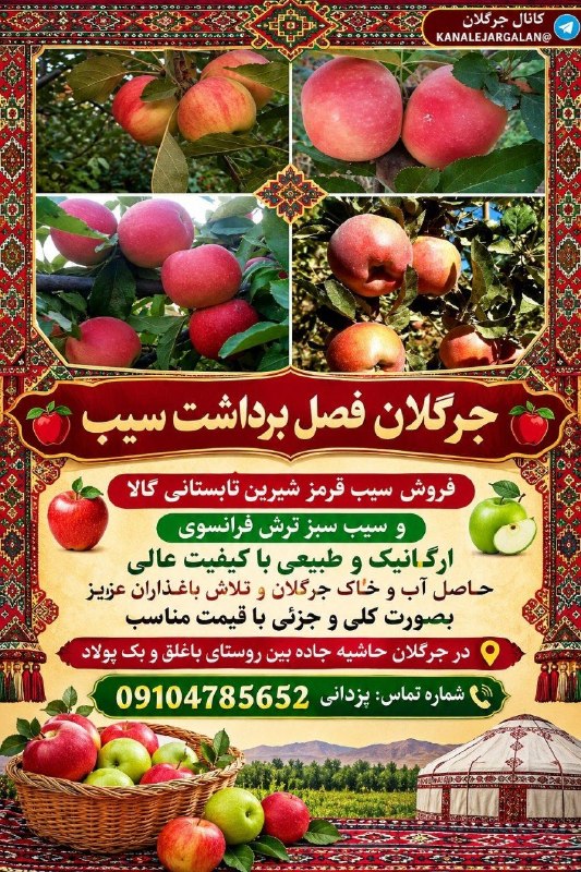 کانال جرگلان: 🍎 جرگلان فصل تولید و برداشت و فروش سیب قرمز شیرین تابستانی گالا و سیب سبز ترش فرانسوی ارگانیک و طبیعی با کیفیت عالی حاصل