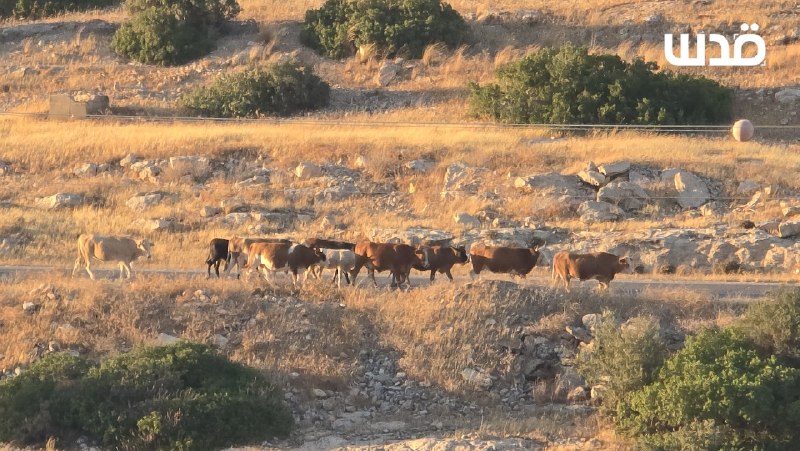 רשת חדשות ירושלים
