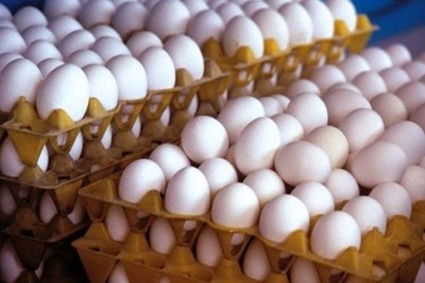 پاتوق بردسکن وحومه: 🔹🔸بردسکن در مسیر خودکفایی: تولید سالانه هزار تن تخم‌مرغ✅ مدیر جهاد کشاورزی بردسکن، با اشاره به ظرفیت‌های تولیدی این شهرس