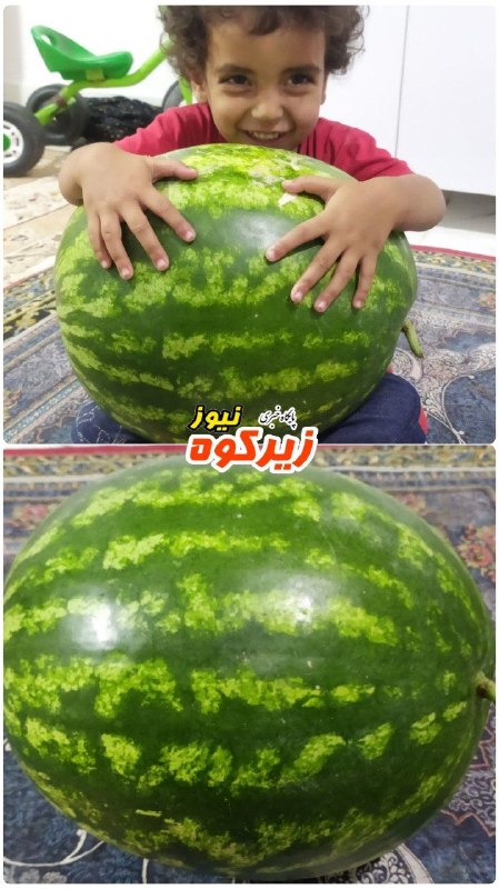 پایگاه خبری زیرکوه نیوز: 📸 برداشت هندوانه ی 15 کیلویی در روستای شیخعلی💯 پایگاه خبری زیرکوه نیوز🆔 @zirkoohnews