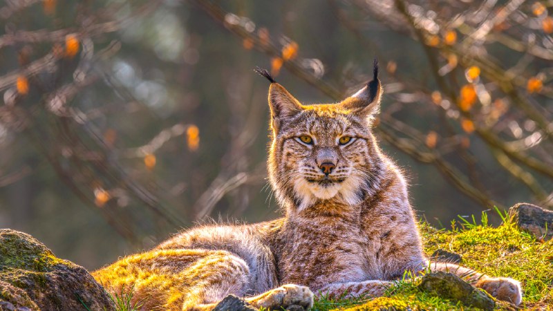 The phantom catEurasian lynx in Siberia (© Mario Plechaty Photograph/Shutterstock)