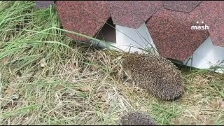 Дачный тренд с ежами оказался опасен для детей и животных — игольчатые милахи переносят клещей, блох и глистов. Ветеринары предупреждают: зверьки, которых скупают по 7-8к для защиты участков от вредителей, заражают паразитами при обнимашках-целовашках. Пер
