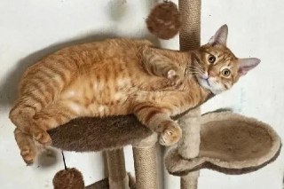 Жительница Саратова взяла в заложники кота своей подруги и начала вымогать у нее деньги, рассказали в МВД. Знакомая хозяйки кота попросила отдать ей питомца по кличке Барон на две недели, чтобы с ним поиграли ее дети, но не вернула его в срок. Женщина сказ