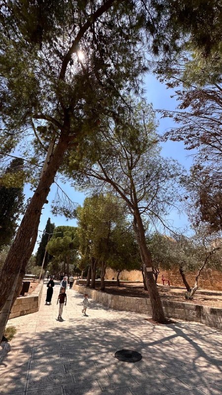 صور من أجواء المسجد الأقصى اليوم