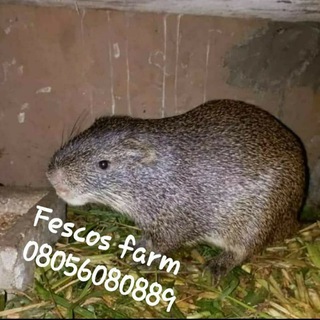 Fescos Grasscutter/Rabbit & Guinea Pigs farm.😍.