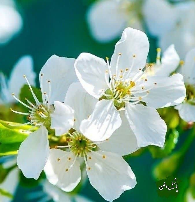 یاشیل وطن _ اخبار روز: ﷽✨ یا حی یا قیوم ✨ ای زنده و ای پاینده🌱🌸 سلام صبح بخیر 🌸🌱 ✨چهارشنبه✨💫 ۴ شهریور ۱۴۰۵💫 ۱۳ ربیع الاول ۱۴۴۸💫 ۲۶ اوت ۲۰۲۶http