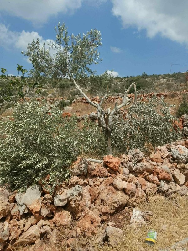 רשת חדשות ירושלים