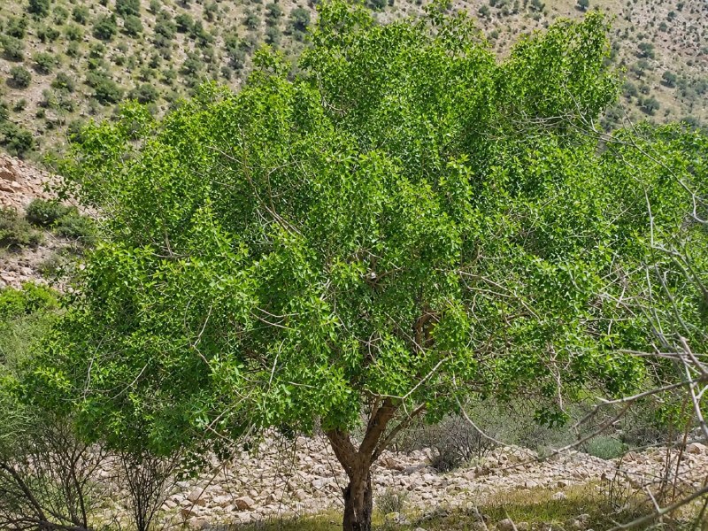 گیلانغربی ها: 🌱 پیام محیط زیستدرختان بومی ایران را بشناسیم🌳 بنه (پسته وحشی)( کوردی: ونوشک/ گونوشک) | درخت مقاوم زاگرس و مناطق خشکبنه د