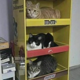 косеканс бета