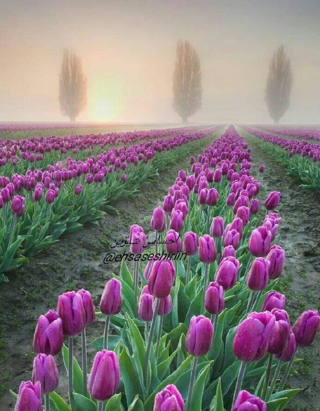 💙عشق و دلتنگی💙: آدم‌‌ها به امید زنده‌اند،اما امیدهایی که بیش از حد طول بکشندقاتلان بی‌صدا هستند…☘