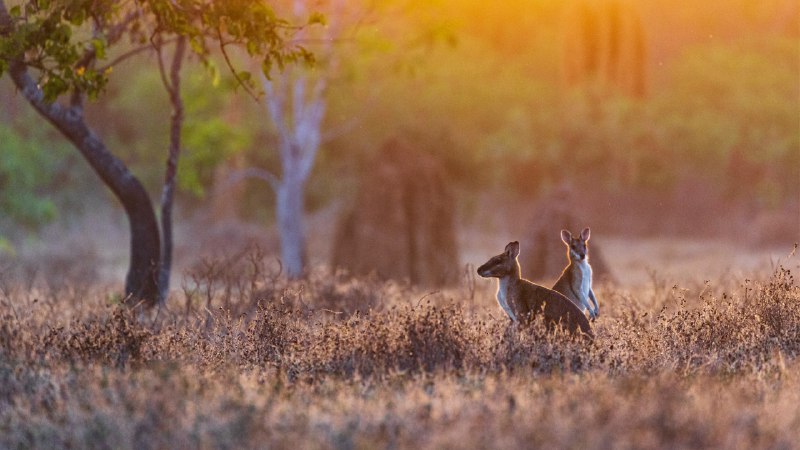 Wallabies on the watchWallabies at sunrise, Adelaide River, Northern Territory, Australia (© Jeremy Woodhouse/Getty Images)