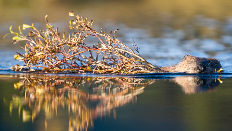 Look, I'm a branch manager!North American beaver in a pond near Wonder Lake, Denali National Park, Alaska (© Paul Souders/Getty Images)