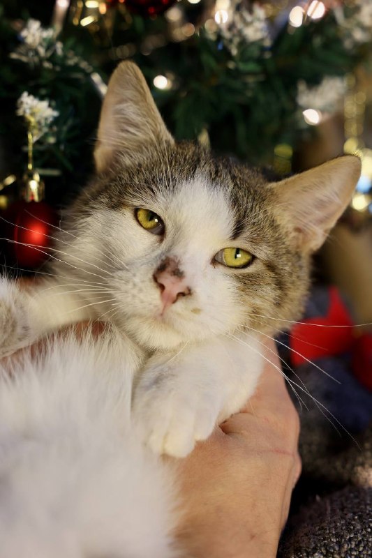 Гладюша ищет дом ✨