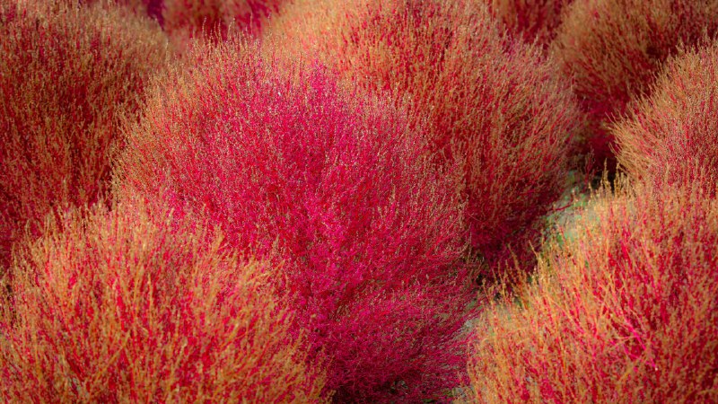 Rolling into fallKochia, Ibaraki prefecture, Japan (© DigiPub/Getty Images)