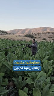 שברון ליבו של חקלאי פלסטיני עקב התקפות מתנחלים שכיוונו את יבוליו ואדמותיו החקלאיות באזור ירזה, מזרחית לטובאס.
