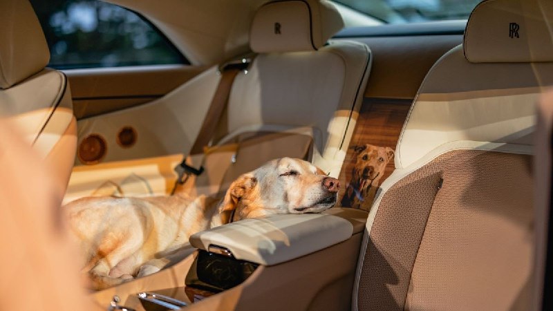 Rolls-Royce посвятил электрокар собаке 4