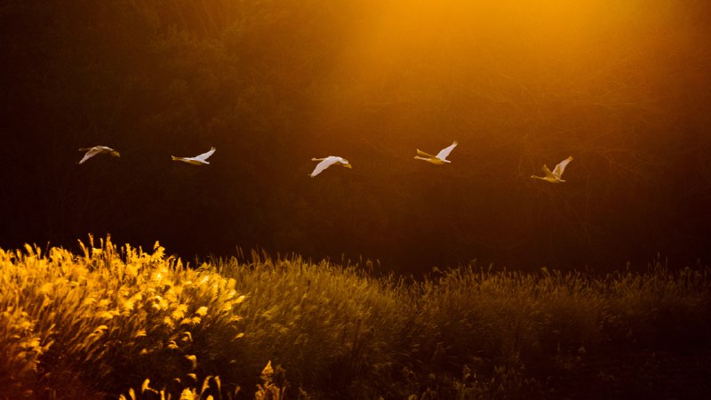 Whoop, there they flyWhooper swans, Kotoku Pond, Japan (© Martin Bailey/Shutterstock)