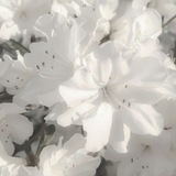 . 𑀝ɦᥲrᥣiᥱ iᥒf᧐ ᥴɦᥲᥒᥒᥱᥣ 彡 |