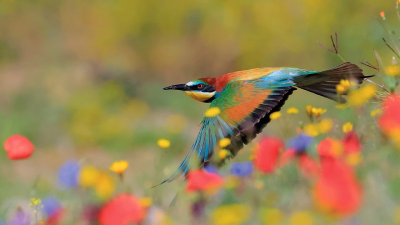A flash in flightEuropean bee-eater, Sierra de Grazalema Natural Park, Cádiz, Spain (© Andres M. Dominguez/Nature Picture Library)