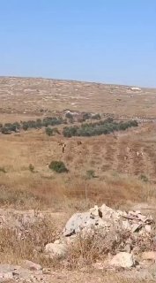 מתנחלים משחררים עדר של פרות בין גידולים חקלאיים ועצי פרי ליד בתי התושבים באזור אל-לטון, דרומית ליטא.