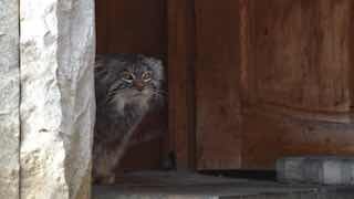 ❗️Манул Тимофей из Москоского зоопарка начал разжировку к летуСейчас у него один разгрузочный день в неделю, в мае их количество увеличится до двух, в рацион входят грызуны и перепелки."Нельзя допускать, чтобы кот испытывал постоянный голод и стресс, поэто