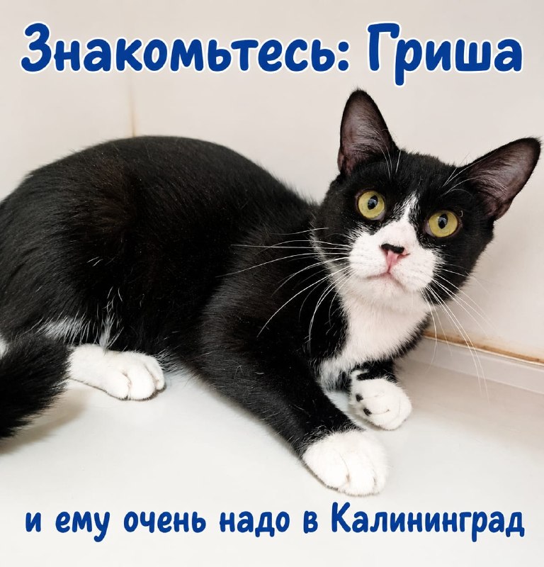 @kotofeevo41 posted a photo