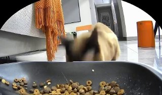 חברות אמיתית קיימת! סרטון שצולם במצלמת הזנה אוטומטית הופיע באינטרנט. זה מראה חתול מנסה לטפל בצעצוע האהוב על…