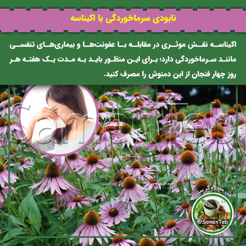 🍃طبِ معجزه‌گرِ سنتی🍂: 🤧نابودی #سرماخوردگی با اکیناسه✔️اکیناسه نقش موثری در مقابله با عفونت‌ها و بیماری‌های تنفسی مانند سرماخوردگی دارد؛ برای ا