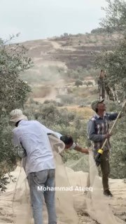 הכיבוש מונע מחקלאים למסוק זיתים ודוחס את אדמותיהם לנגד עיניהם בג'נין.