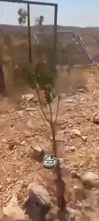 مستوطنون يعتدون على ممتلكات السكان في كفر مالك شرق رام الله