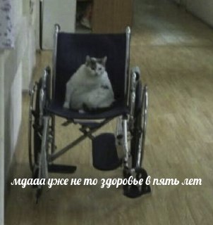 Помогаем домашним животным встретить престарелую жизнь без лишнего стресса: https://lentach.media/Mg7b4